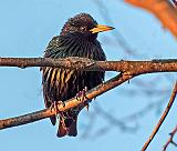 Ruffled Starling_DSCF6077